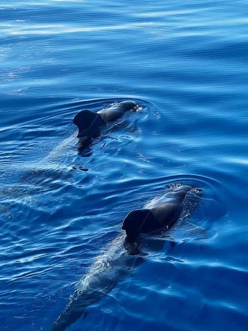 Los Cristianos: Viking Cruise Whales & Dolphins Watching - How the timing affects the experience