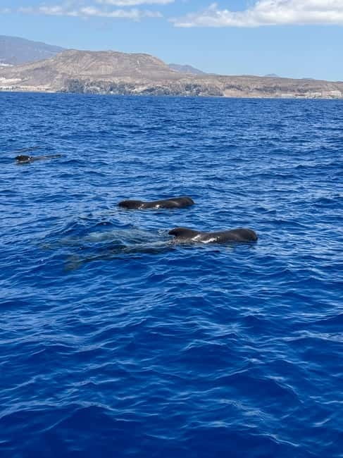 Los Cristianos: Viking Cruise Whales & Dolphins Watching - What to bring and how to prepare