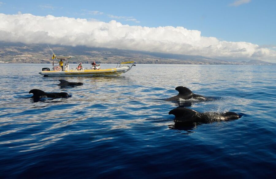 Los Gigantes: Dolphin and Whale Watching Cruise by Speedboat - Why this Los Gigantes boat trip is different
