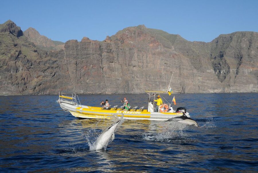 Los Gigantes: Dolphin and Whale Watching Cruise by Speedboat - The small boat advantage