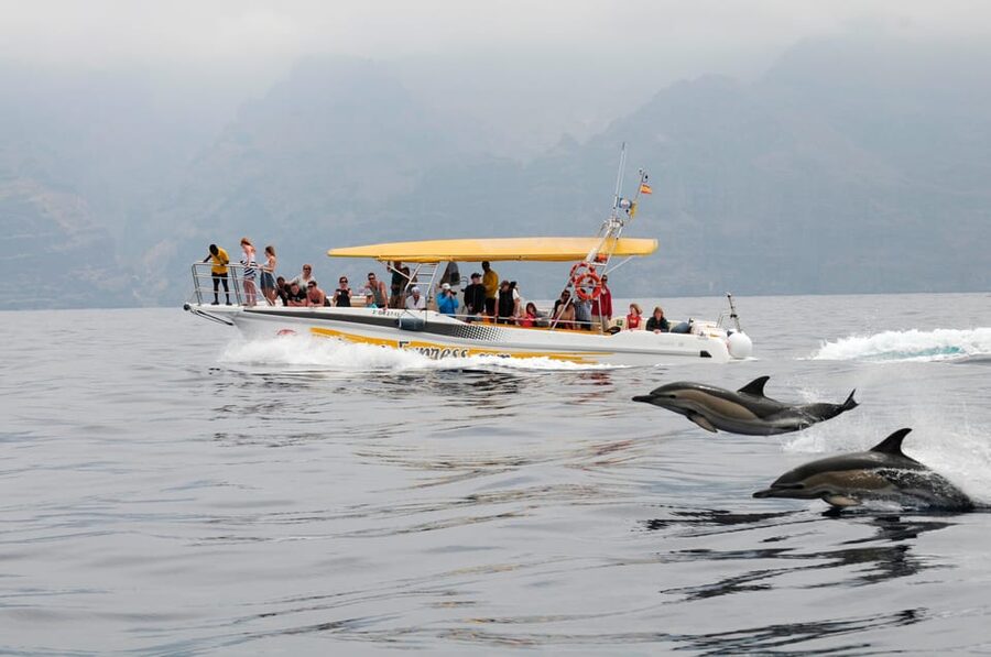 Los Gigantes: Dolphin & Whale Watching Cruise with Swim Stop - Key points to know before you book