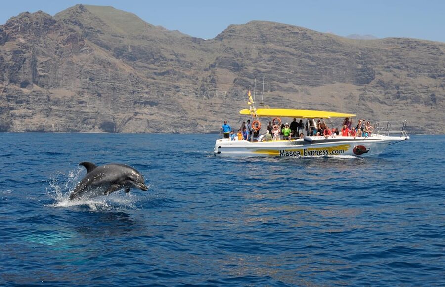 Los Gigantes: Dolphin & Whale Watching Cruise with Swim Stop - Why the wildlife search works so well here