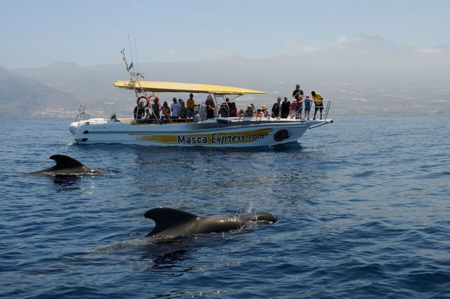 Los Gigantes: Dolphin & Whale Watching Cruise with Swim Stop - What $33 buys you in two hours