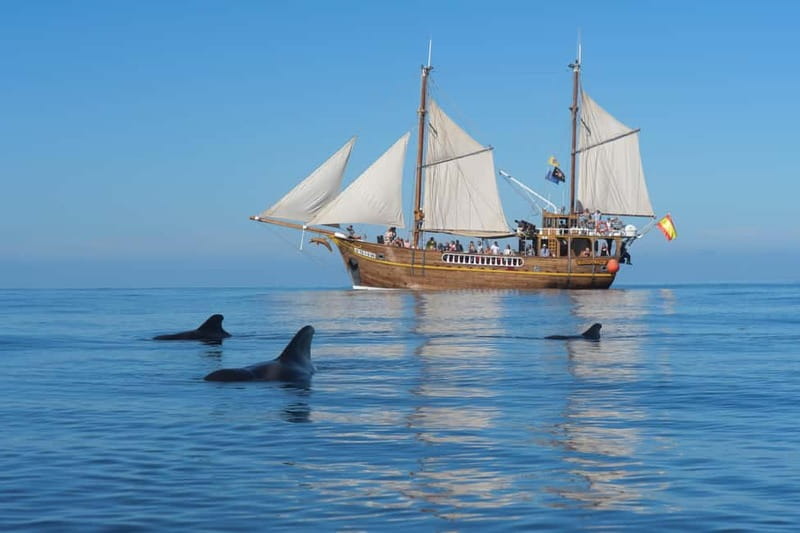 Los Gigantes: Dolphin & Whale Watching Tour on a Pirate Boat - A Pirate Boat Departure from Los Gigantes