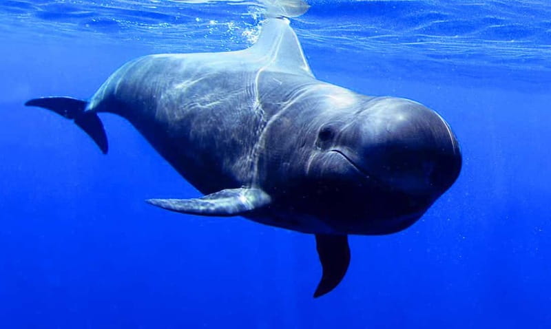 Los Gigantes: Dolphin & Whale Watching Tour on a Pirate Boat - Searching for Pilot Whales and Dolphins