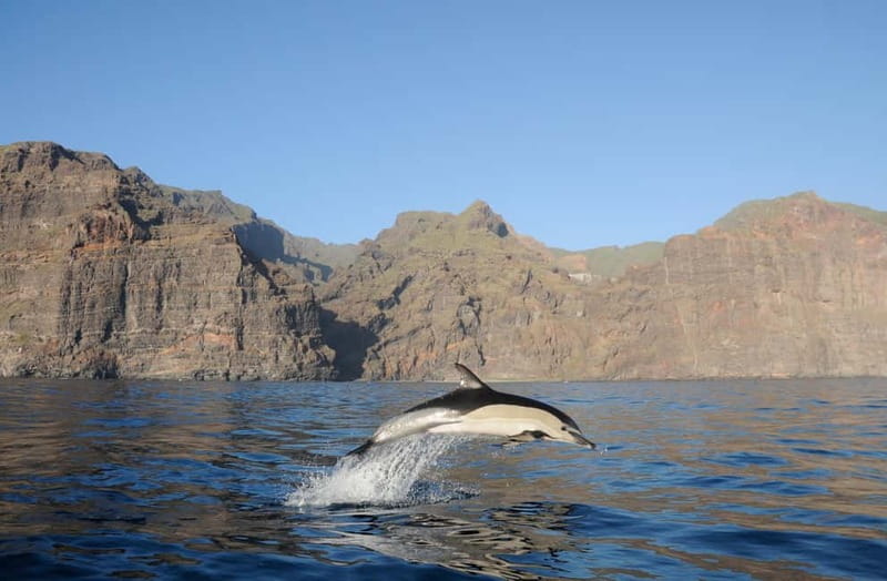 Los Gigantes: Dolphin & Whale Watching Tour on a Pirate Boat - The Swim Stop and Trapeze