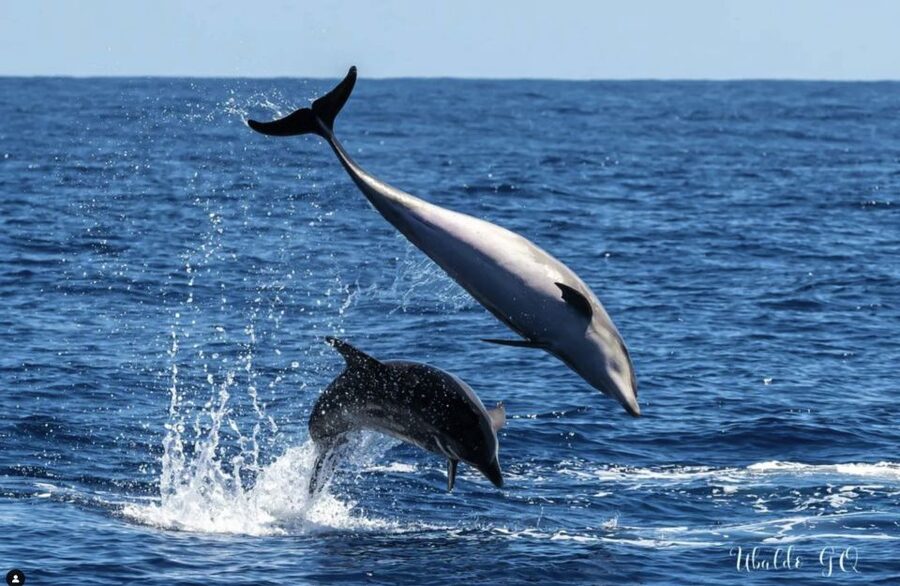 Los Gigantes: Dolphin & Whale Watching Tour on a Pirate Boat - Comfort, Space, and the Best Seat