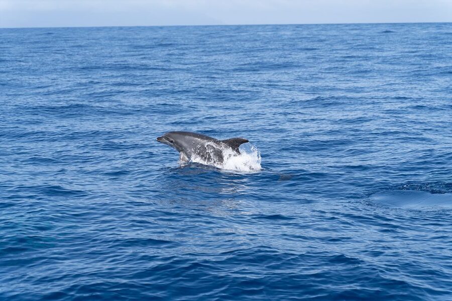 Los Gigantes: Sailing Excursion with Swimming, Drink & Tapas - Tapas, drinks, and the ride back