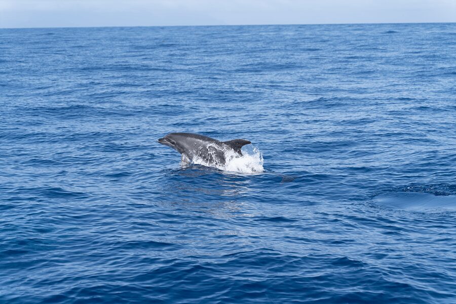 Los Gigantes: Sailing Excursion with Swimming, Drink & Tapas - Leaving Puerto de Los Gigantes