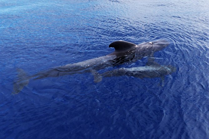 Los Gigantes Whale Watching Charter by Sail Boat - Why the 10-person limit matters