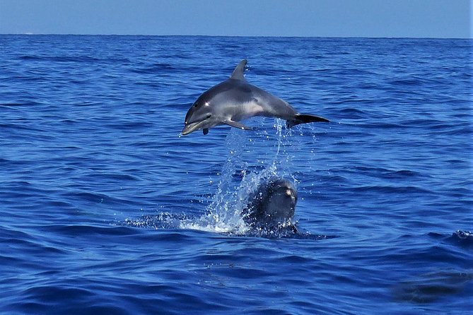 Los Gigantes Whale Watching Charter by Sail Boat - Weather, cancellations, and choosing the right day