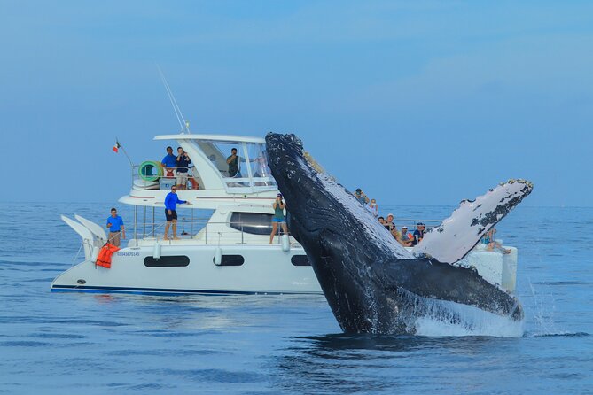 Luxury Catamaran Whale Watching Cabo San Lucas - A Whale Cruise With the Arch as the Opening Act