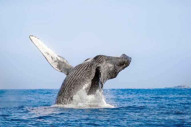 Luxury Catamaran Whale Watching Cabo San Lucas - A Comfortable Catamaran, Not a Party Boat