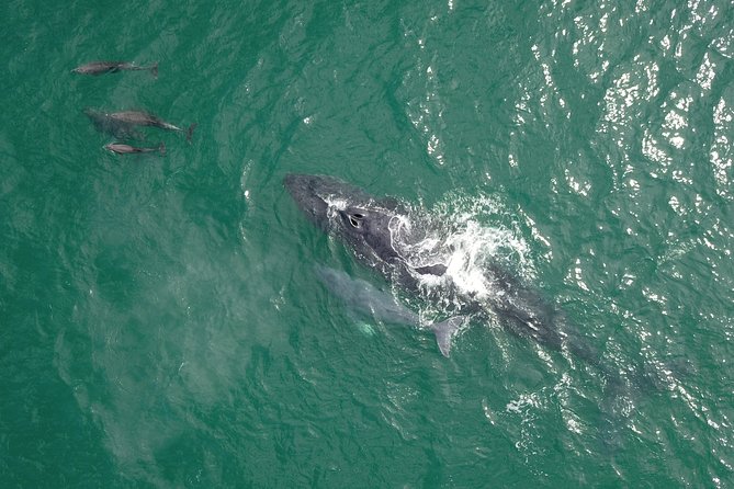 Luxury Catamaran Whale Watching Cabo San Lucas - Hotel Pickup Makes the Morning Easier