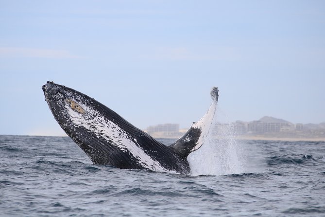 Luxury Catamaran Whale Watching Cabo San Lucas - Price and What You Actually Get for $129