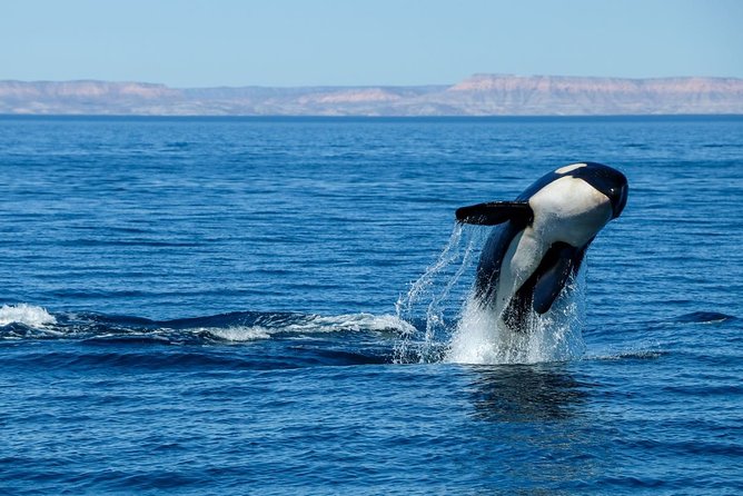 Luxury Catamaran Whale Watching Cabo San Lucas - Who Will Enjoy This Most