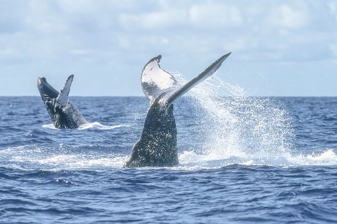 Luxury Catamaran Whale Watching Cabo San Lucas - Timing, Weather, and Cancellation