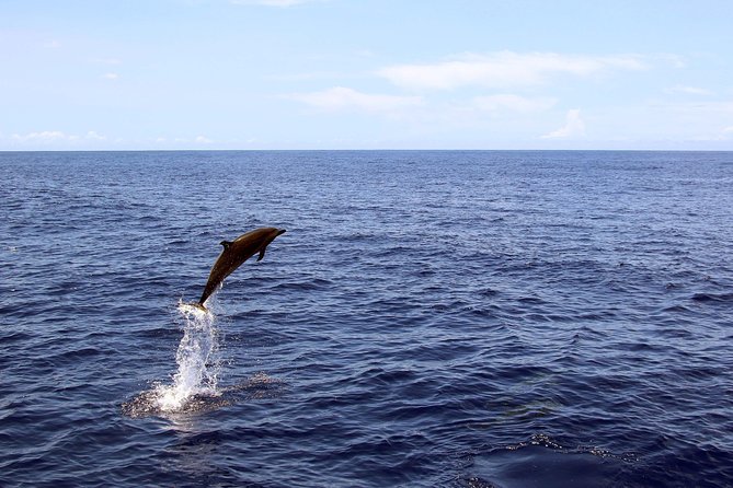 Luxury Snorkel Cruise, Local Buffet with Whale & Dolphin Watch - Is $174 a Good Value?
