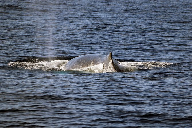 Luxury Snorkel Cruise, Local Buffet with Whale & Dolphin Watch - Booking, Pickup, and Cancellation Details