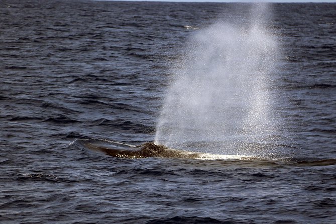 Luxury Snorkel Cruise, Local Buffet with Whale & Dolphin Watch - Warm Showers, Changing Rooms, and a Proper Hawaiian Meal