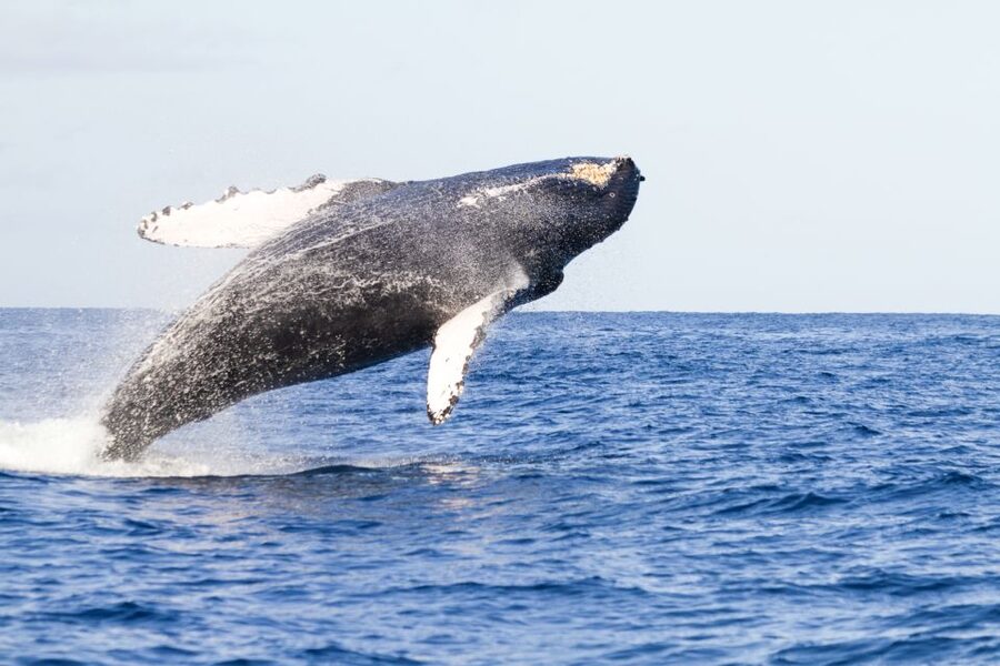 Ma'alaea Harbor: Whale Watching Tour Aboard Power Catamaran - The two-hour cruise, from harbor to open water