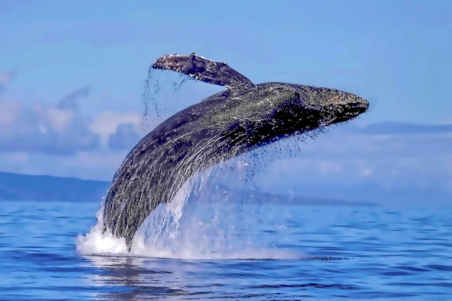 Ma'alaea Harbor: Whale Watching Tour Aboard Power Catamaran - The whale behaviors you might see