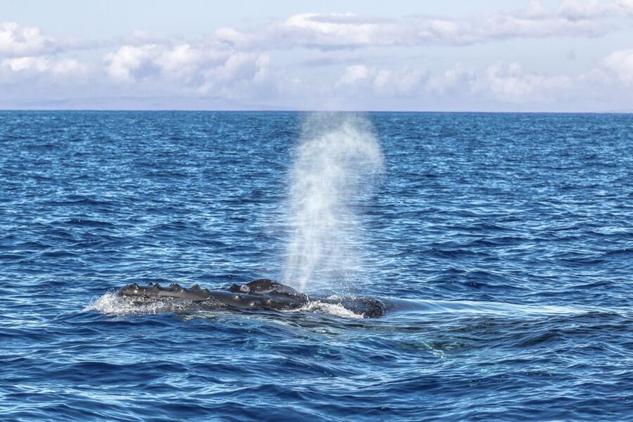 Ma'alaea Harbor: Whale Watching Tour Aboard Power Catamaran - Is $49 a good value for two hours?