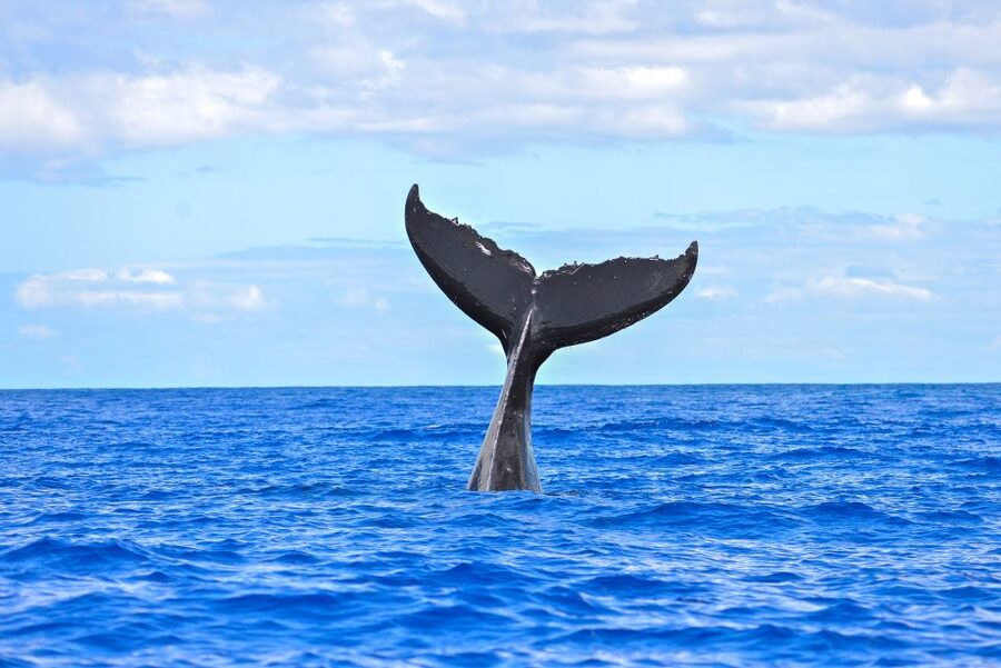 Ma'alaea Harbor: Whale Watching Tour Aboard Power Catamaran - Who will enjoy this cruise most?