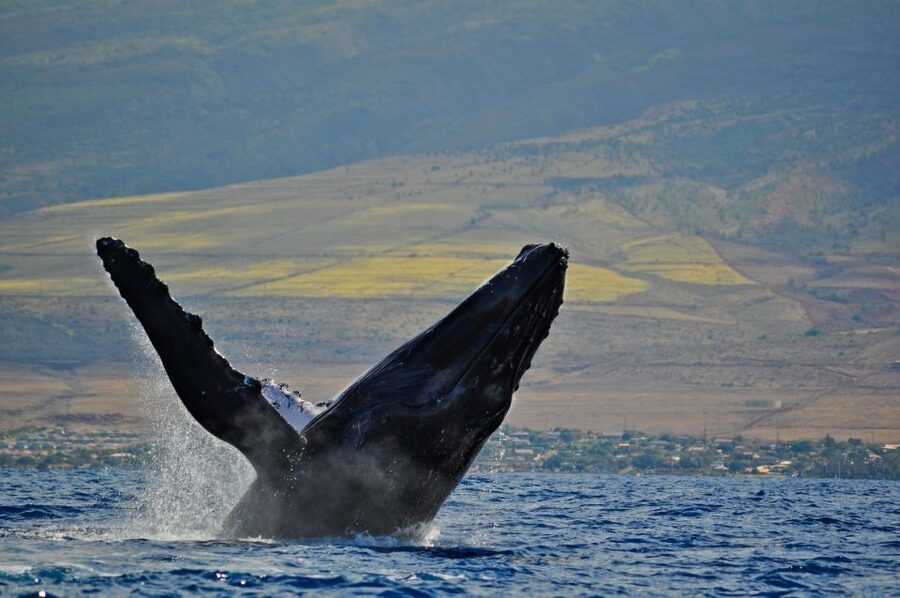 Ma'alaea Harbor: Whale Watching Tour Aboard Power Catamaran - Cancellation, timing, and small details that matter