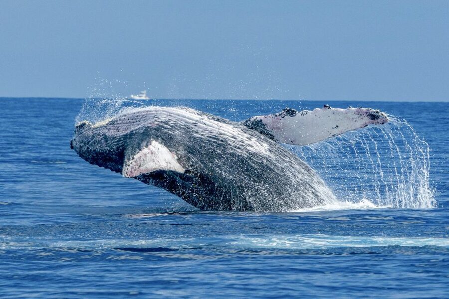 Ma'alaea Harbor: Whale Watching Tour Aboard Power Catamaran - Boarding at Maalaea Harbor