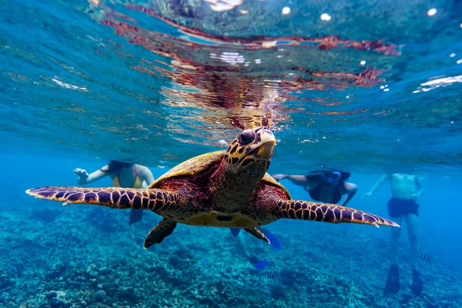 Mahé: Saint-Anne Marine Park and Moyenne Island Cruise - Who should book this excursion