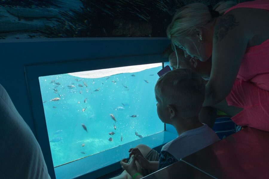 Mahon: Harbor Boat Tour with Underwater Viewing & Commentary - The best time to fit it into your day