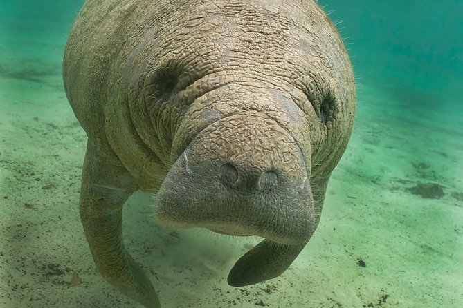 Manatee Sightseeing and Wildlife Boat Tour - Starting at Port of the Islands Marina