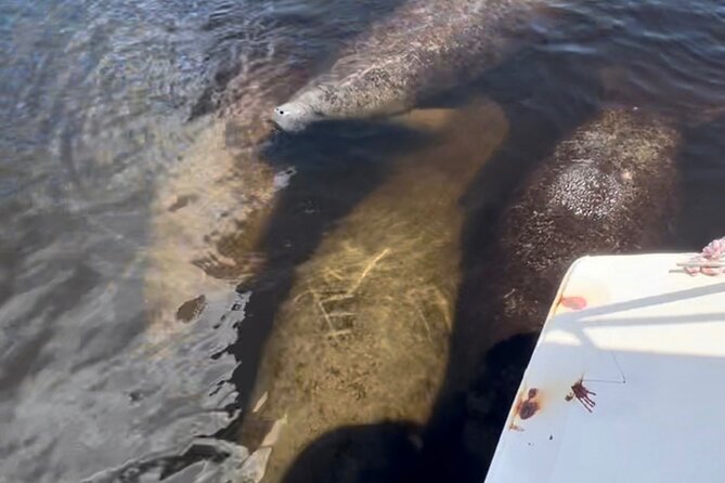 Manatee Sightseeing and Wildlife Boat Tour - The covered boat and camera extras