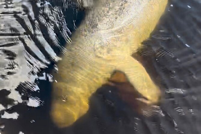 Manatee Sightseeing and Wildlife Boat Tour - A lesson in mangroves, canals, and storm protection