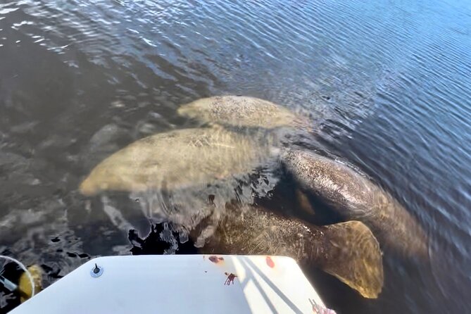 Manatee Sightseeing and Wildlife Boat Tour - Who will enjoy this trip most