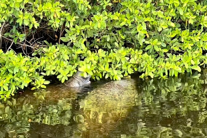 Manatee Sightseeing and Wildlife Boat Tour - Booking, cancellations, and useful planning details