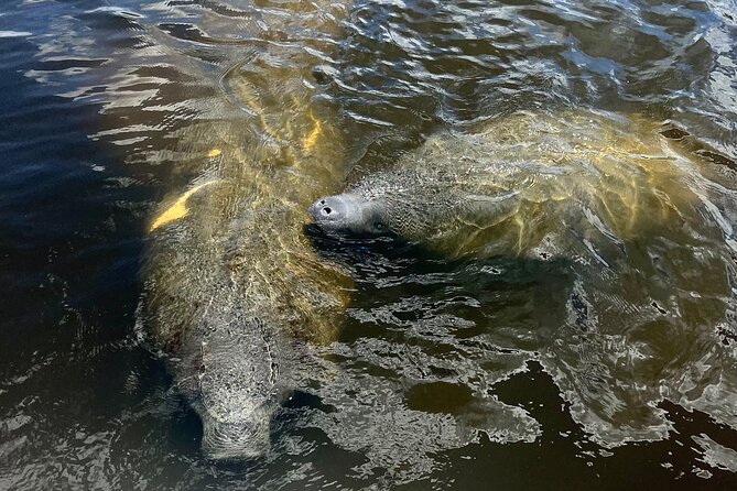 Manatee Sightseeing and Wildlife Boat Tour - Where the manatees gather