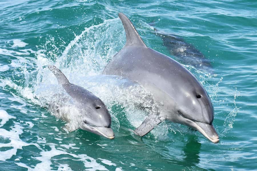 Mandurah: Dolphin and Views Cruise - Birds, wetlands, and small details along the way