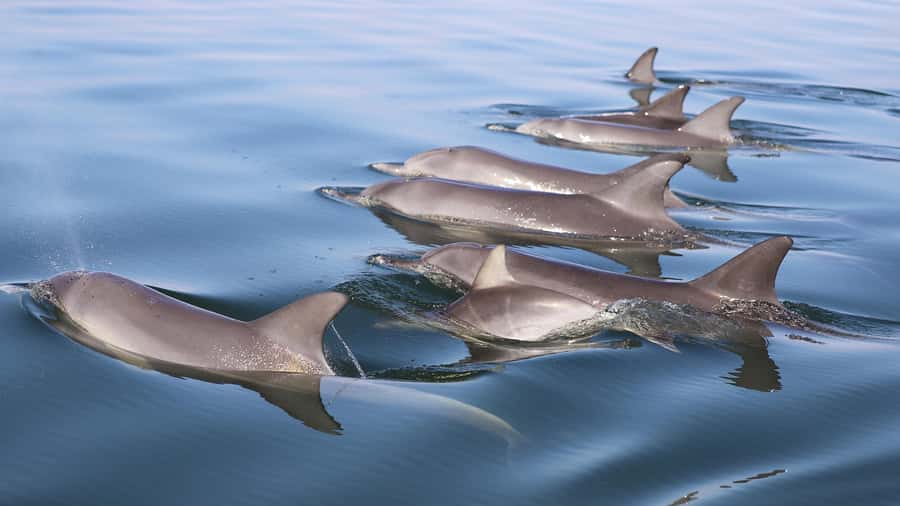 Mandurah: Dolphin and Views Cruise - Live commentary makes the short trip worthwhile