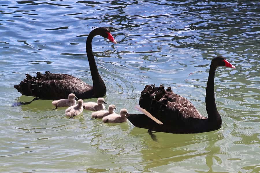 Mandurah: Dolphin and Views Cruise - Is $31 good value for Mandurah?