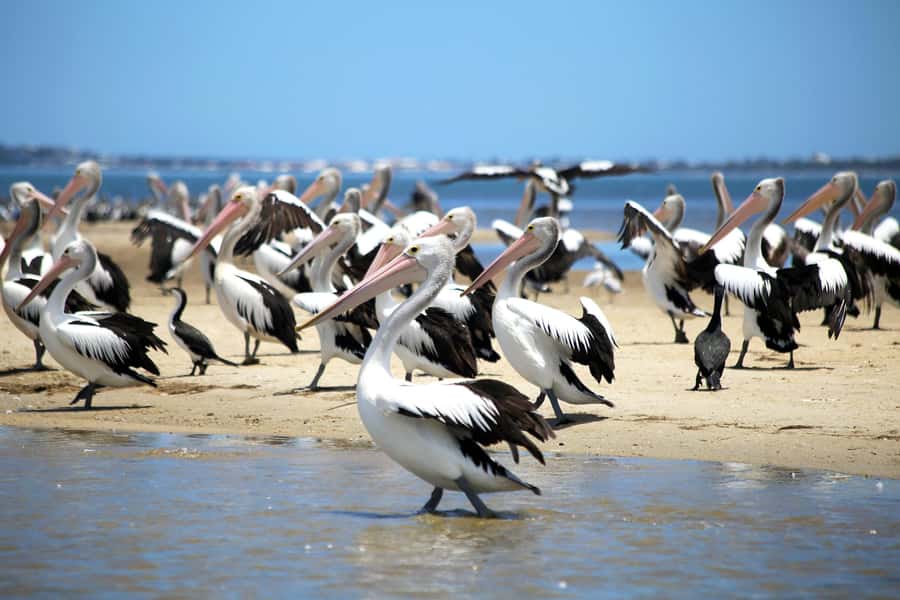 Mandurah: Dolphin and Views Cruise - Who will enjoy this cruise most