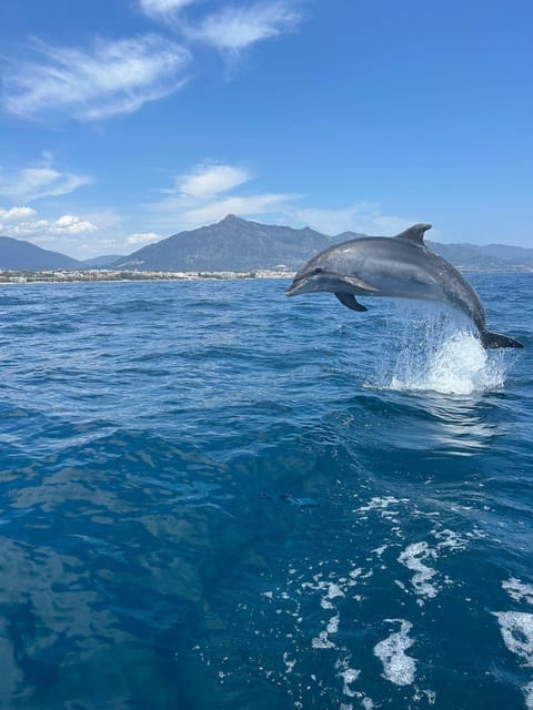 Marbella: Sailing & Dolphin Watching with Snacks and Drinks - Watching for dolphins and tuna