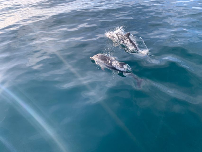 Marbella: Sailing & Dolphin Watching with Snacks and Drinks - Practical details before you go