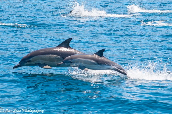 Maria Island Cruise and Guided Walk Day Tour with Lunch and Drinks - Why Maria Island works so well as a day trip