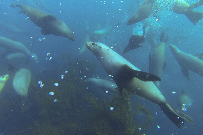 Maria Island Cruise and Guided Walk Day Tour with Lunch and Drinks - Darlington’s convict settlement and wildlife