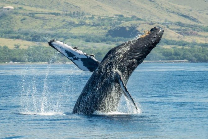 Maui: Original Sunset Cruise with Open Bar from Ka’anapali Beach - Sunset views from the western coast