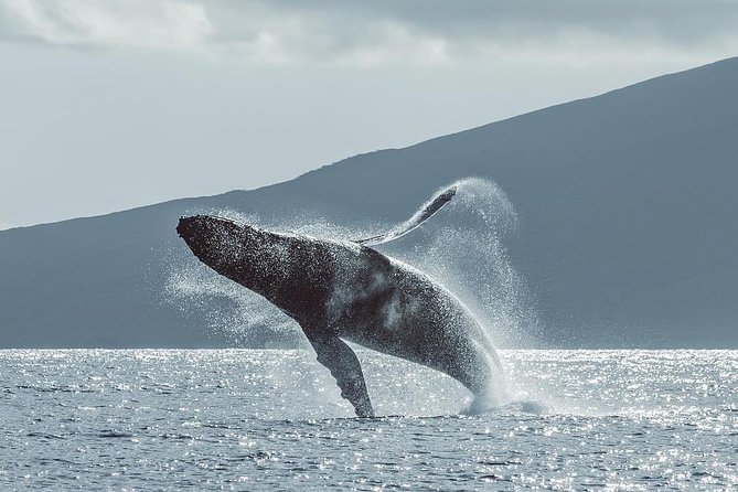 Maui: Original Sunset Cruise with Open Bar from Ka’anapali Beach - What $127.31 gets you