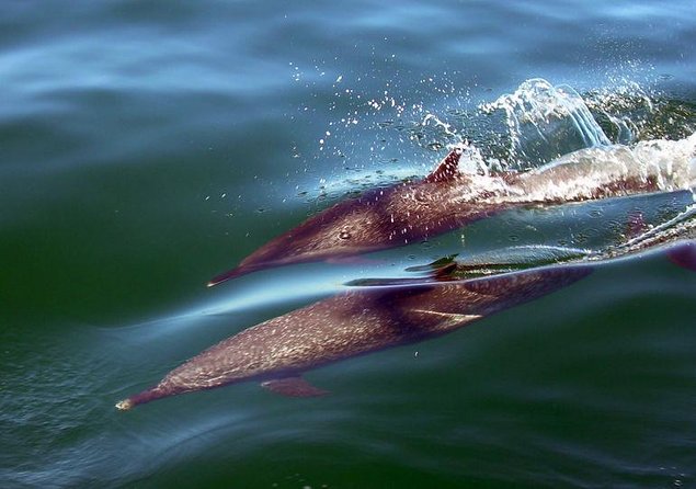Mega Yacht ALL INCLUSIVE Yelapa Waterfall & Snorkeling Adventure - Playa Chica Locca is the active first stop