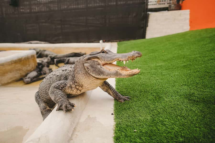 Miami: Everglades Experience, Bay Cruise & Open-Top Bus Tour - The Everglades: airboat, wildlife, and a long ride west